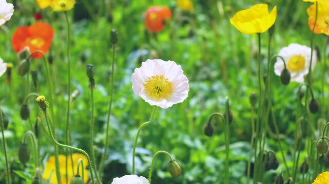 A close-up shot that gradually zooms in on a light pink poppy.