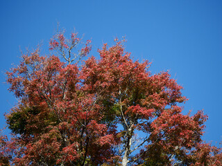 紅葉