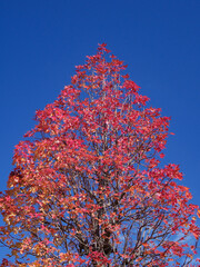 紅葉