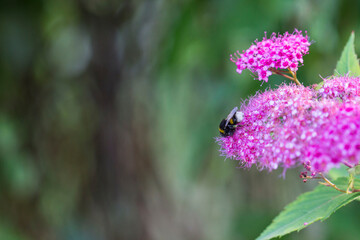 pink spirea flowers on a blurred background with highlights and bokeh. colorful flower macro photo. space for text. beautiful screensaver. close-up.