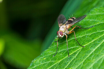 Naklejka premium a fly on a blurred dark background. a colorful macro photo of an insect. space for text. a beautiful screensaver. a close-up.