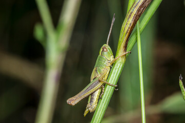 green grasshopper. blurred background. wildlife. colorful detailed macro photo of an insect. close-up. space for text. screensaver. bokeh