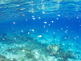 デバスズメダイ, Blue green damselfish, Chromis viridis, Blue green chromis, スズメダイ科,
美しいサンゴ礁と熱帯魚の群れ。
嘉比島沖縄県
島尻郡慶良間諸島座間味島-2025
サンゴの産卵があり卵が漂う。沖縄本島から40km西方の諸島。30以上の島嶼群全体が国立公園に指定。珊瑚礁の青い海と白い砂浜は世界屈指の美。貴重な動植物が多数生息。
