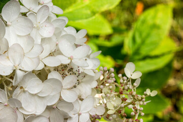 hydrangea. colorful detailed macro photo of a flower on a blurred background with highlights and bokeh. space for text. natural beauty.