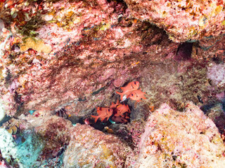 アカマツカサ, Blotcheye soldierfish, Myripristis berndti, イットウダイ科, 美しいサンゴ礁と熱帯魚の群れ。 安室島沖縄県 島尻郡慶良間諸島座間味島-2025 サンゴの産卵があり卵が漂う。沖縄本島から40km西方の諸島。30以上の島嶼群全体が国立公園に指定。珊瑚礁の青い海と白い砂浜は世界屈指の美。貴重な動植物が多数生息。 