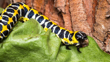 caterpillar on a green blurred background. with highlights. colorful detailed macro photo of an insect in the wild. close-up. space for text. screensaver. bokeh