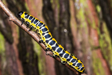a beautiful colorful caterpillar on a green background with highlights. a colorful detailed macro photograph of an insect in the wild. close-up. space for text. screensaver