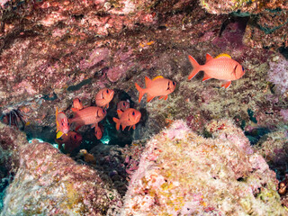 Fototapeta premium アカマツカサ, Blotcheye soldierfish, Myripristis berndti, イットウダイ科, 美しいサンゴ礁と熱帯魚の群れ。 安室島沖縄県 島尻郡慶良間諸島座間味島-2025 サンゴの産卵があり卵が漂う。沖縄本島から40km西方の諸島。30以上の島嶼群全体が国立公園に指定。珊瑚礁の青い海と白い砂浜は世界屈指の美。貴重な動植物が多数生息。 