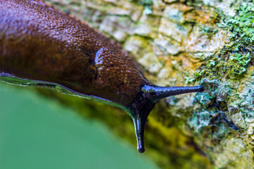 slug close-up. a slug's head with horns. mucus. the Spanish forest snail. macrophotography. close-up. natural light.