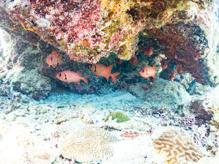 アカマツカサ, Blotcheye soldierfish, Myripristis berndti, イットウダイ科, 美しいサンゴ礁と熱帯魚の群れ。 安室島沖縄県 島尻郡慶良間諸島座間味島-2025 サンゴの産卵があり卵が漂う。沖縄本島から40km西方の諸島。30以上の島嶼群全体が国立公園に指定。珊瑚礁の青い海と白い砂浜は世界屈指の美。貴重な動植物が多数生息。 
