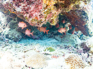 アカマツカサ, Blotcheye soldierfish, Myripristis berndti, イットウダイ科, 美しいサンゴ礁と熱帯魚の群れ。 安室島沖縄県 島尻郡慶良間諸島座間味島-2025 サンゴの産卵があり卵が漂う。沖縄本島から40km西方の諸島。30以上の島嶼群全体が国立公園に指定。珊瑚礁の青い海と白い砂浜は世界屈指の美。貴重な動植物が多数生息。 