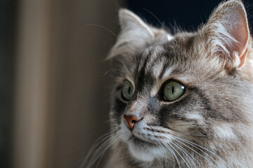 Close up of fluffy gray cat with long fur and green eyes, with interesting and thoughtful expression. Macro portrait of a pet in natural light Cute Domestic Gray Cat.