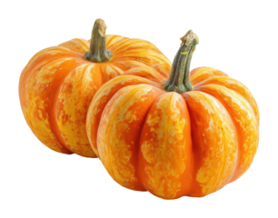 Harvesting pumpkins in a field nature autumn vibes isolated on transparent background