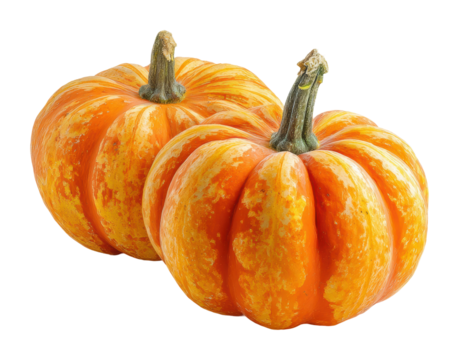 Harvesting pumpkins in a field nature autumn vibes isolated on transparent background