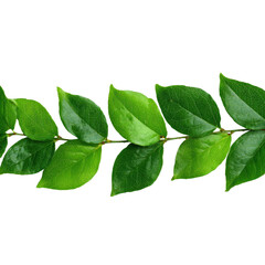 Nature's green leaves botanical view isolated on transparent background