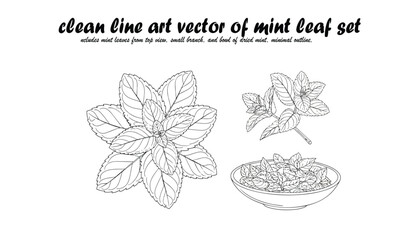 A collection of mint leaf illustrations, including a top-down view, a small branch, and a bowl filled with mint leaves, all rendered in clean line art.