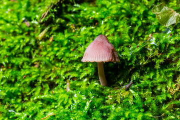 Fototapeta premium Small pink mushroom growing on vibrant green moss in a forest during daylight