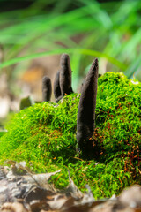 Fomitopsis betulina and Xylaria polymorpha fungi growing on vibrant moss in a forest setting during the spring season