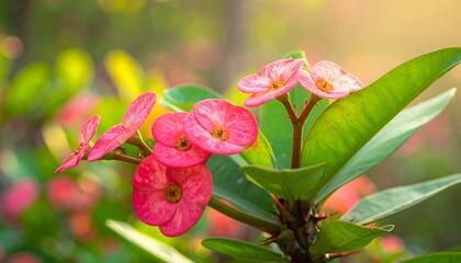 Vivid pink flowers with yellow centers bloom amidst green leaves, bathed in soft sunlight