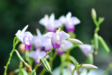 Arundina graminifolia, bamboo orchid or Orchidaceae or Arundina flower or white and purple flower