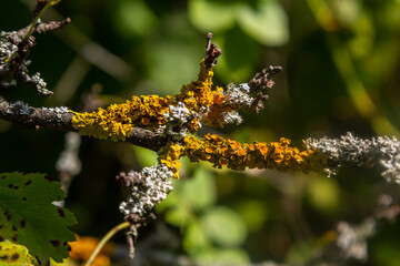Orange lichen, yellow scale, maritime sunburst lichen or shore lichen Xanthoria parietina is a foliose or leafy lichen. Intensive color of structures on twigs of a tree