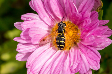 a pink chrysanthemum flower. pollinated by an insect. natural reproduction.