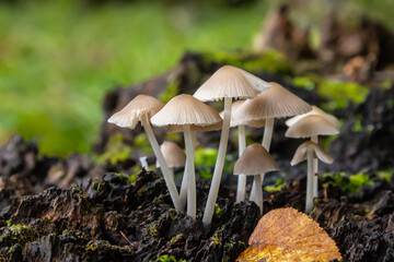 Fascinating cluster of Mycena galericulata mushrooms growing on decaying log in a lush forest during early autumn