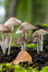 Delicate fungi showcasing Amanita phalloides and Mycena galericulata amidst lush greenery during an afternoon in a serene woodland setting