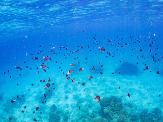 アマミスズメダイ, Stout chromis, Chromis chrysura,...