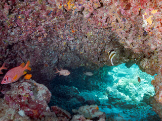 ミナミハタタテダイ, Threeband pennantfish, Heniochus chrysostomus, チョウチョウウオ科
アカマツカサ, Blotcheye soldierfish, Myripristis berndti, イットウダイ科,
トガリエビス, Sabre squirrelfish, Sargocentron spiniferum, イットウダイ科,
サンゴ礁と熱帯魚