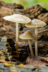 Mushrooms growing on decaying wood in a forest during the early morning hours revealing delicate caps and slender stems