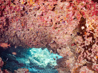 ミナミハタタテダイ, Threeband pennantfish, Heniochus chrysostomus, チョウチョウウオ科
アカマツカサ, Blotcheye soldierfish, Myripristis berndti, イットウダイ科,
トガリエビス, Sabre squirrelfish, Sargocentron spiniferum, イットウダイ科,
サンゴ礁と熱帯魚