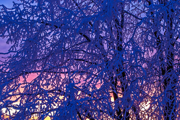 Sunset with hoarfrost on the tree branches a cold winter evening