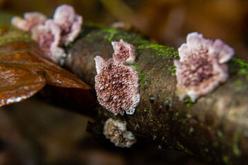 Fascinating display of Parmelia sulcata and Xylodon fungi growing on a damp tree branch in a lush forest ecosystem during the early morning hours