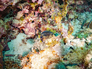 ヒトヅラハリセンボン, Black-blotched Porcupinefish, Diodon liturosus, ハリセンボン科,
美しいサンゴ礁と熱帯魚の群れ。
安室島沖縄県
島尻郡慶良間諸島座間味島-2025
サンゴの産卵があり卵が漂う。沖縄本島から40km西方の諸島。30以上の島嶼群全体が国立公園に指定。珊瑚礁の青い海と白い砂浜は世界屈指の美。貴重な動植物が多数生息。
