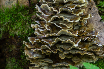 Unique stacked formations of Psathyrella and Hymenochaete rubiginosa fungi found on a forest tree trunk in humid conditions during early autumn