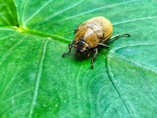 bug settled on green leaves 