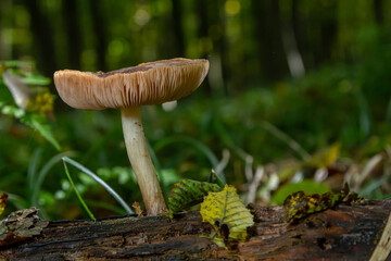 Unique displaying of Amanita citrina and Pluteus atricapillus mushrooms growing on a log in a lush forest during autumn