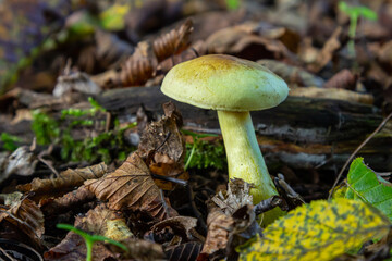 Yellow mushroom growing among fallen leaves and decaying wood in a forest during autumn