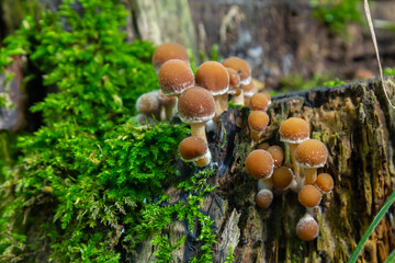 Mushrooms growing on decaying wood in a lush forest environment during early autumn