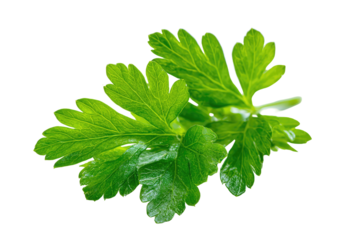 A close-up of vibrant green parsley sprigs against a stark black background, showcasing detail