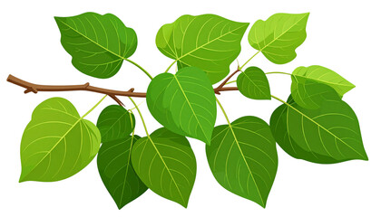 Fototapeta premium branch of a tree with green leaves isolated on transparent background