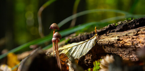 Discovering Mycena galericulata growing among fallen leaves and decaying wood in a serene forest environment during autumn