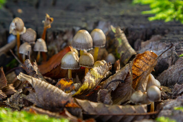 Fungi thriving among fallen leaves in a forest setting during early autumn, showcasing Psathyrella and Coprinellus disseminatus mushrooms in their natural habitat