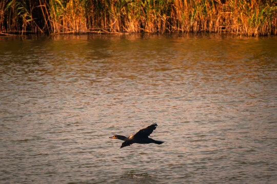 I guardiani del lago, cormorani delle torbiere del lago di Iseo, lombardia, brescia, italia.