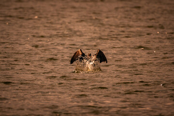 Fototapeta premium I guardiani del lago, cormorani delle torbiere del lago di Iseo, lombardia, brescia, italia.