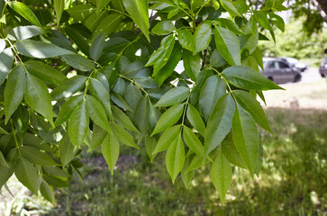 Branches Fraxinus excelsior, known as the ash at park. Beautiful ornamental plant in spring. Blurred leaf background
