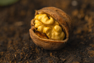 walnuts and kernels captured in a rustic natural setting. Some nuts are cracked open, revealing the rich interior texture, while others remain whole on a dark wooden surface. 
