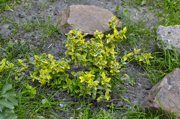 Colorful leaves of Euonymus fortunei in the backyard, used as an ornamental plant in gardening. Family name Celastraceae, Scientific name Euonymus fortunei