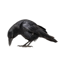 Fototapeta premium Png of a crow is looking down isolated on transparent background, a black bird with a shiny coat of feathers
